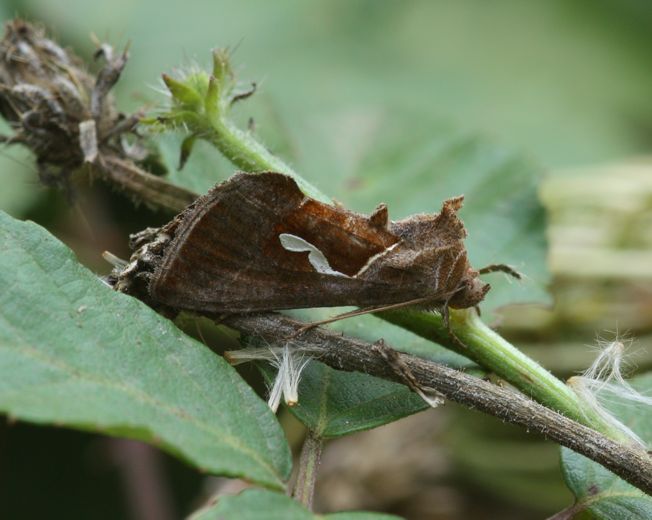 Falena mimetica:Macdunnoughia confusa
