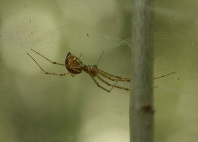 Linyphia triangularis?
