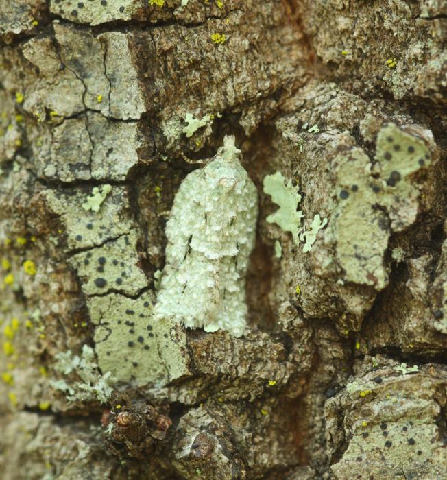 Acleris logiana - Acleris sp.