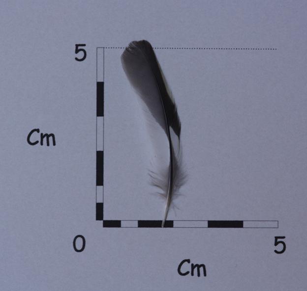 Piccola penna da identificare. Remigante Fringuello