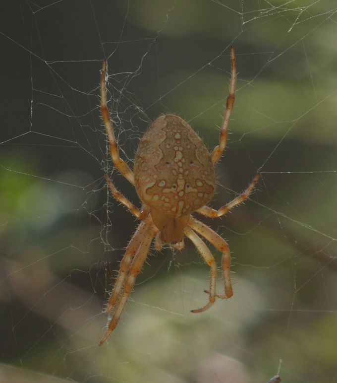 Araneus diadematus