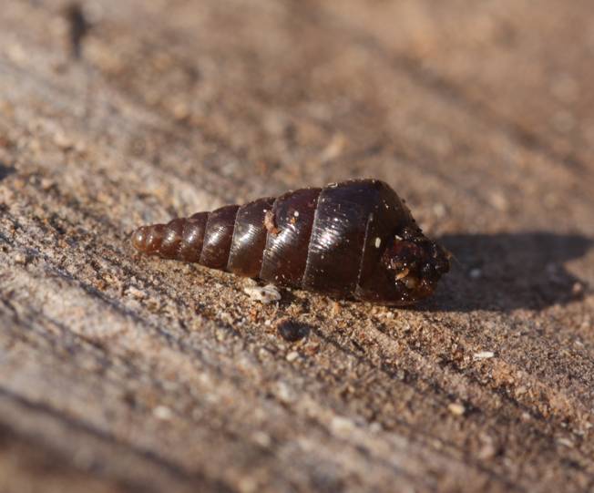 Cochlodina cfr. incisa