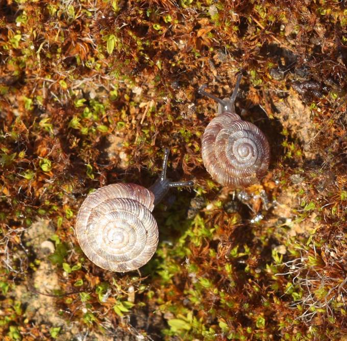 Aiuto identificazione