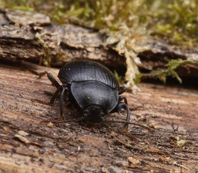 Accanthopus velikensis