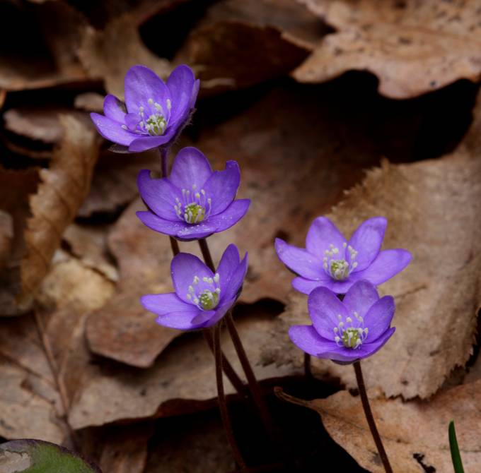 Hepatica nobilis / Erba trinità