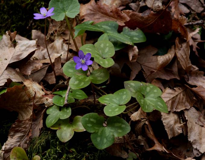 Hepatica nobilis / Erba trinità