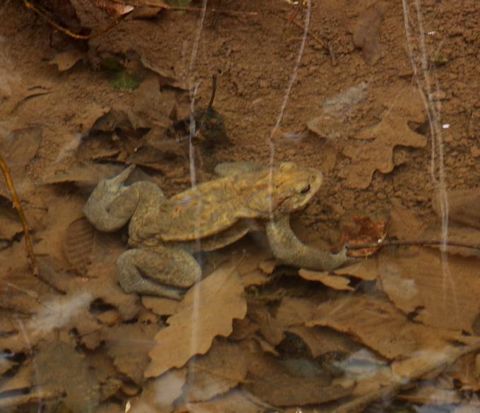 Bufo bufo