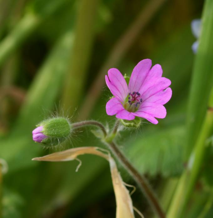 Geranium molle / Geranio volgare