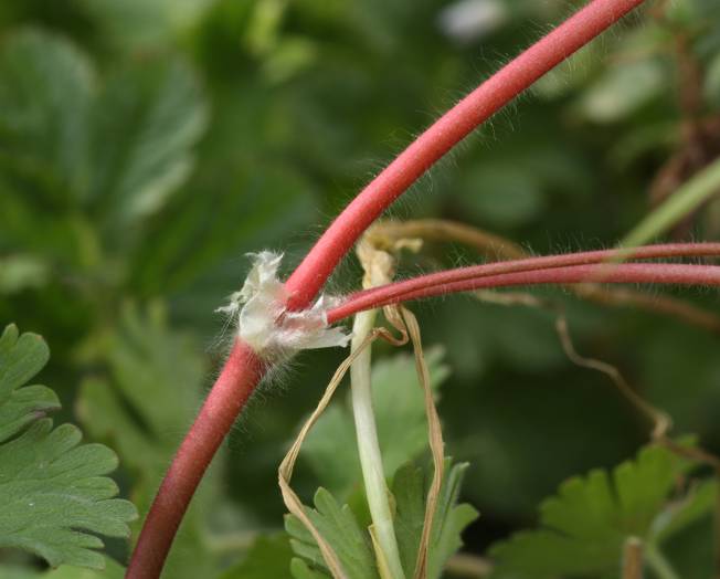Geranium molle / Geranio volgare