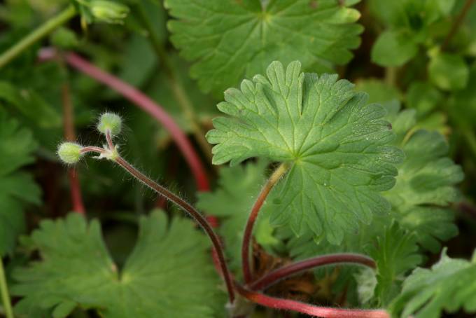 Geranium molle / Geranio volgare