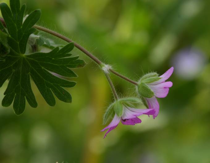 Geranium molle / Geranio volgare