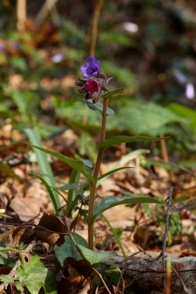 Pulmonaria officinalis?