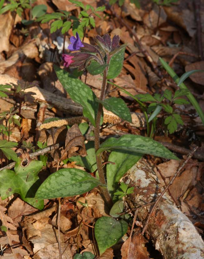 Pulmonaria officinalis?