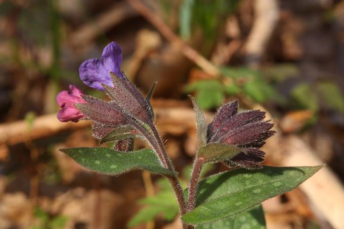 Pulmonaria officinalis?