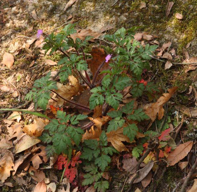 Geranium robertianum / Geranio di San Roberto