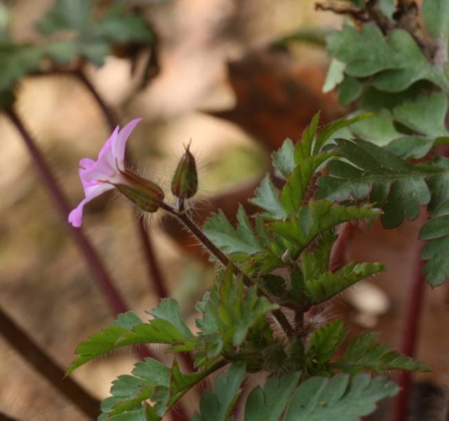 Geranium robertianum / Geranio di San Roberto