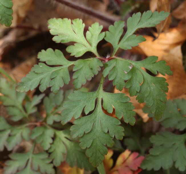 Geranium robertianum / Geranio di San Roberto