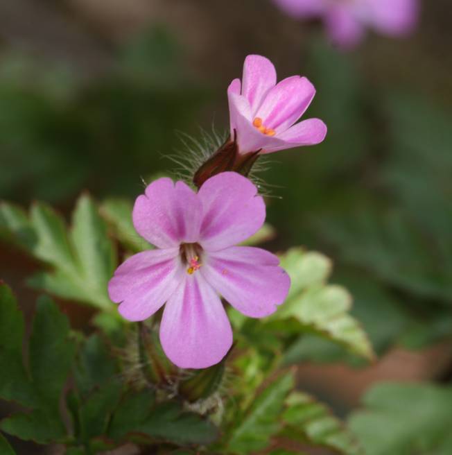 Geranium robertianum / Geranio di San Roberto