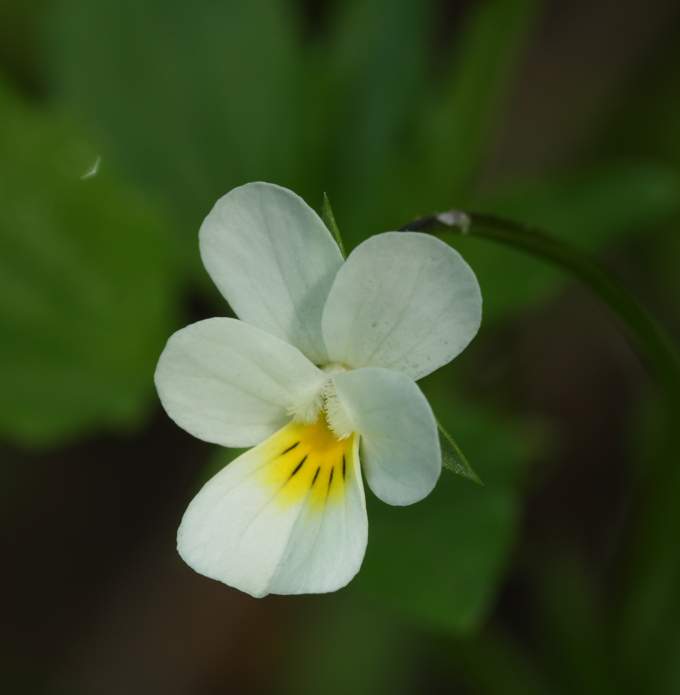 Viola arvensis o V. tricolor?