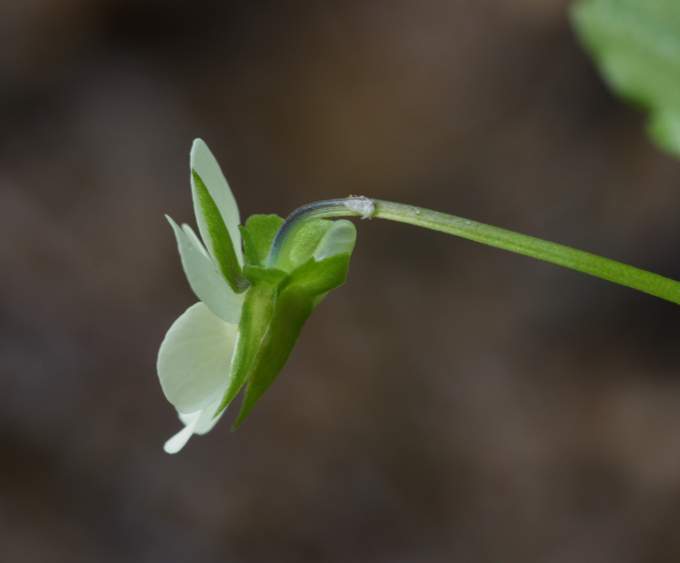 Viola arvensis o V. tricolor?
