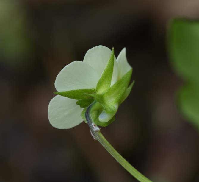 Viola arvensis o V. tricolor?