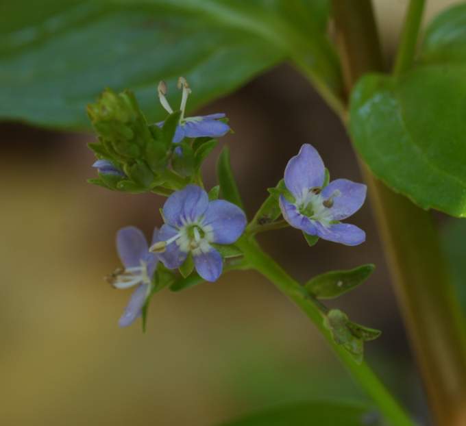 Veronica beccabunga