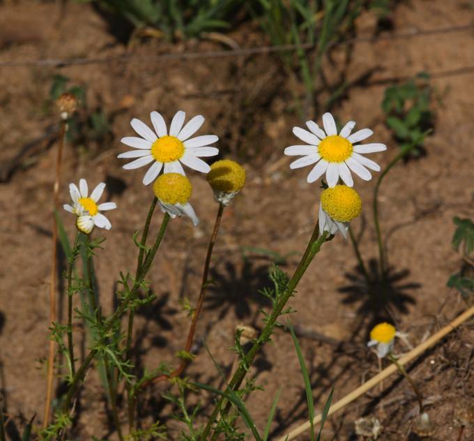 Chamaemelum fuscatum (=Anthemis praecox) / Camomilla precoce