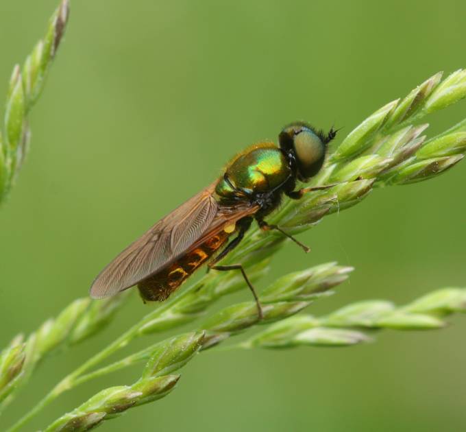 Dittero da identificare