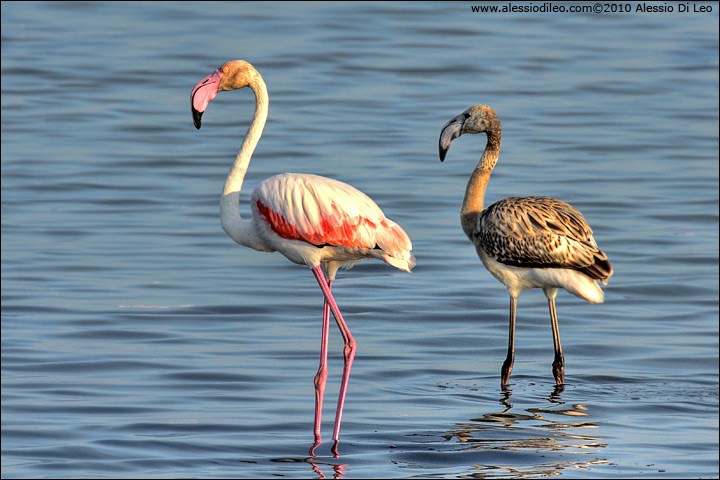 Fenicotteri nel Delta del Po