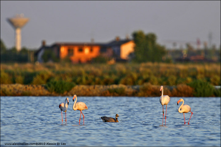 Fenicotteri nel Delta del Po