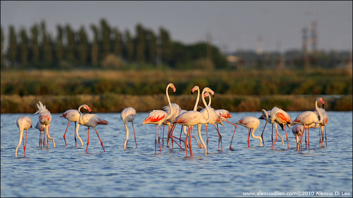 Fenicotteri nel Delta del Po