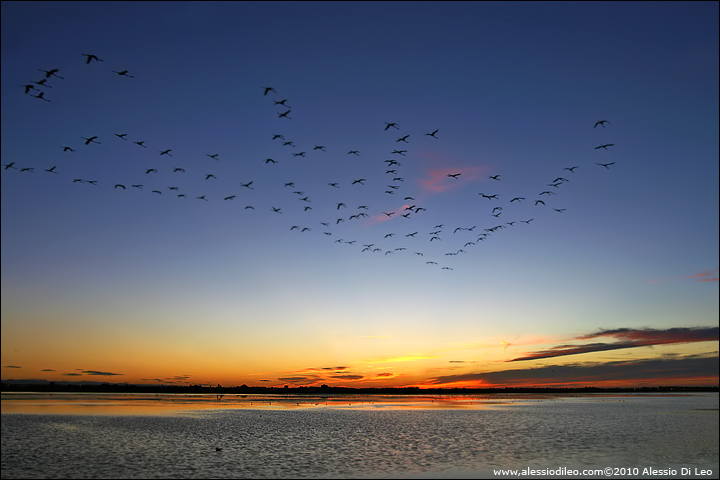 Fenicotteri nel Delta del Po