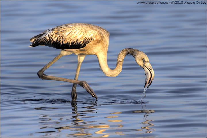 Fenicotteri nel Delta del Po