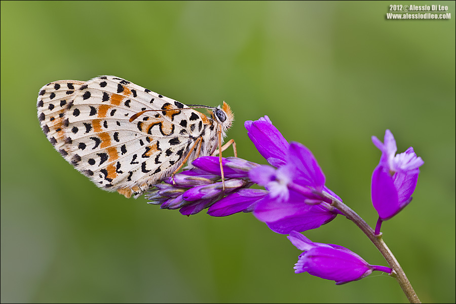 Melitaea didyma presumo