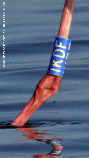 Fenicotteri nel Delta del Po