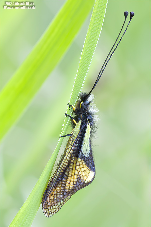 Libelloides coccajus - Ascalaphidae