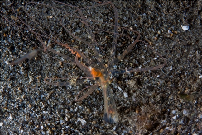 Halcampoides purpurea