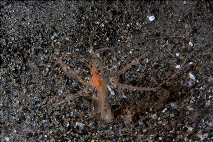 Halcampoides purpurea