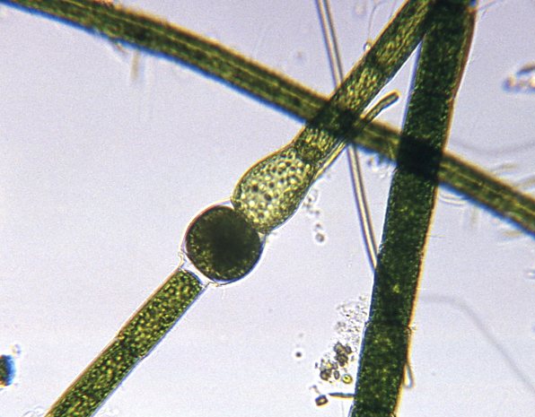 Oedogonium sp