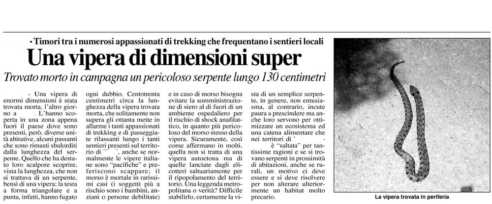 Ma...secondo voi.. una vipera?!