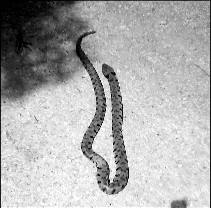 Ma...secondo voi.. una vipera?!