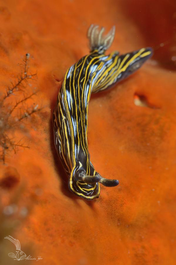 Hipselodoris villafranca