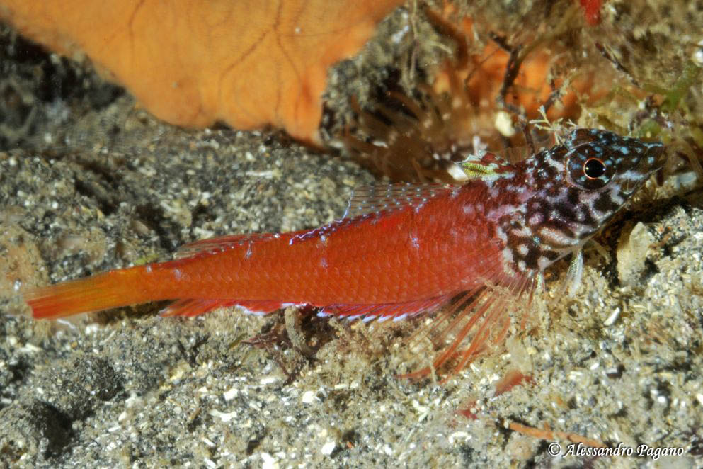 Peperoncino rosso (Tripterygion tripteronotus)