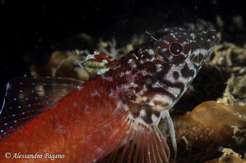 Peperoncino rosso (Tripterygion tripteronotus)