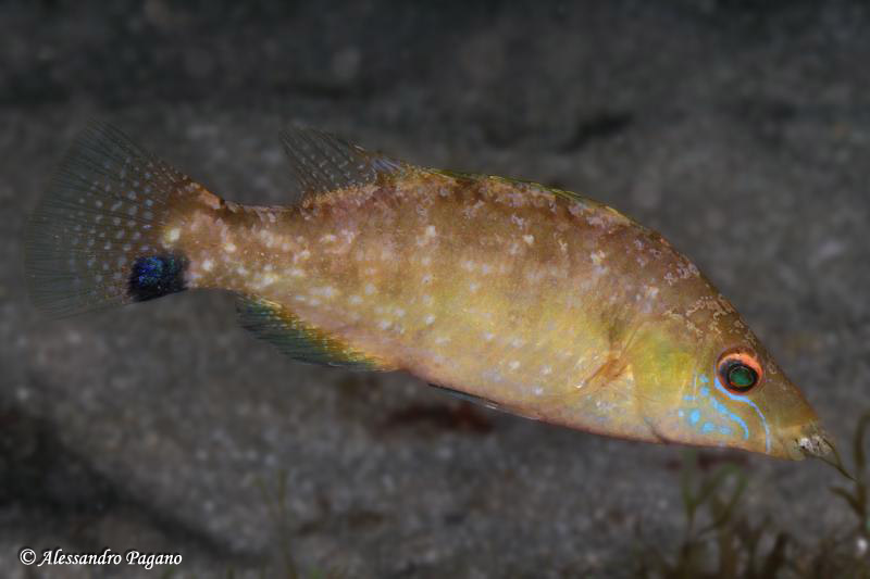 Labride (Symphodus cinereus)