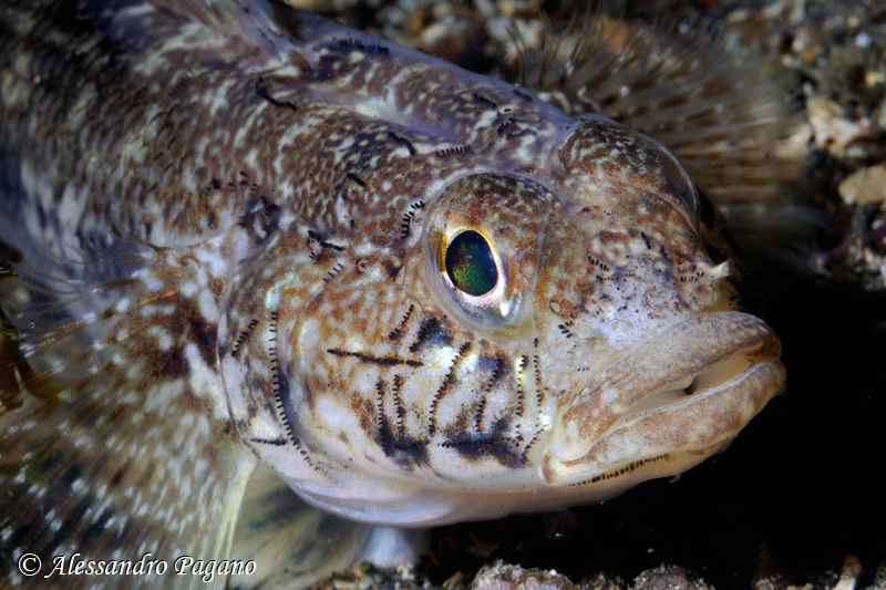 juvenile Gobius geniporus