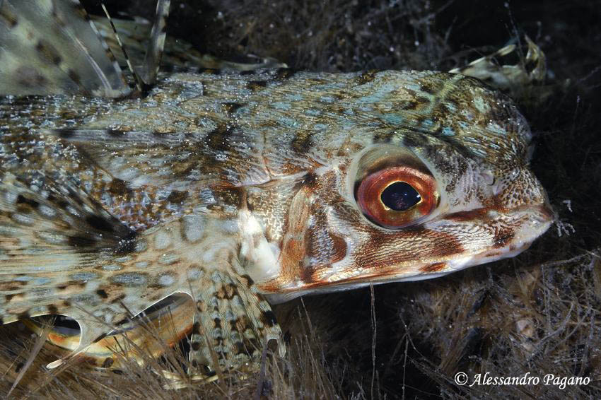 Dactylopterus volitans