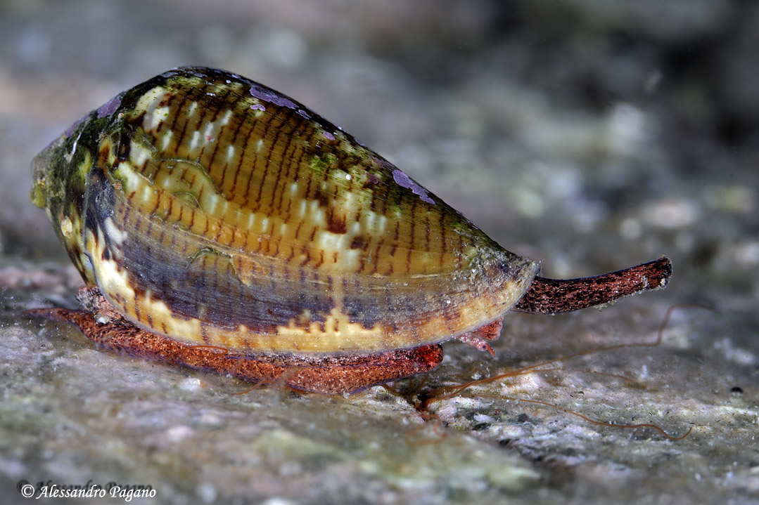 Conus mediterraneus