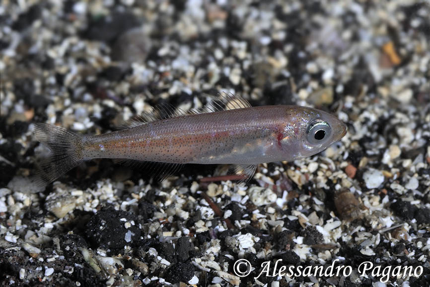 Da Capomulini (CT): juvenile Boops boops