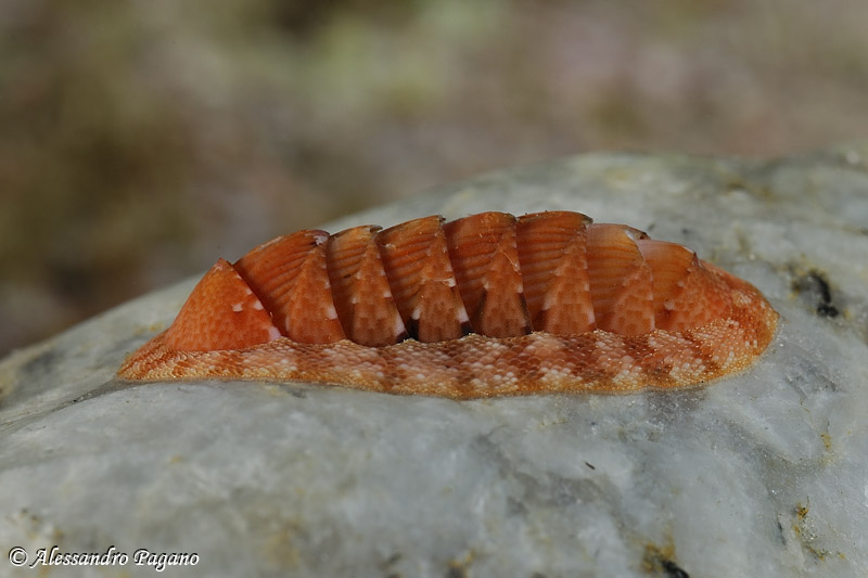 Chiton corallinus